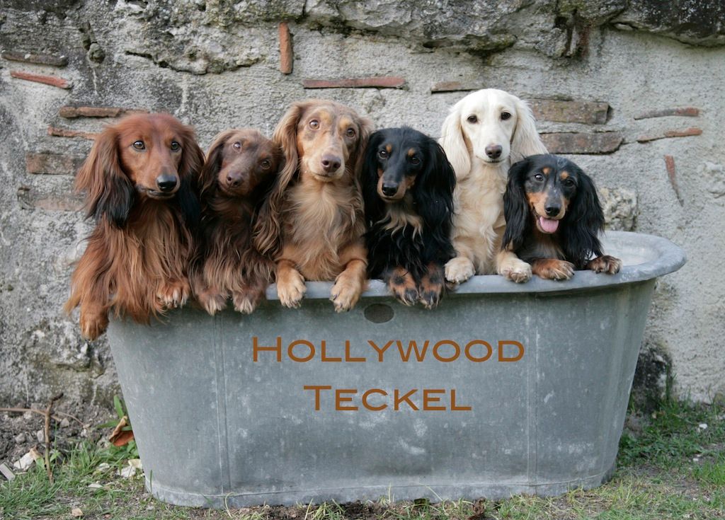 d'Hollywood Teckel - Casting en cours !!!
